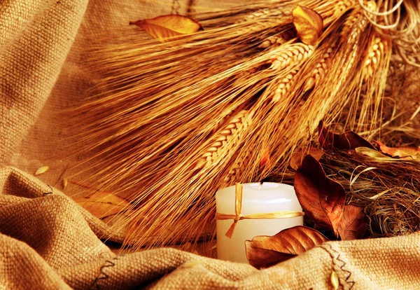 Осінній пшениці фону — стокове фото
