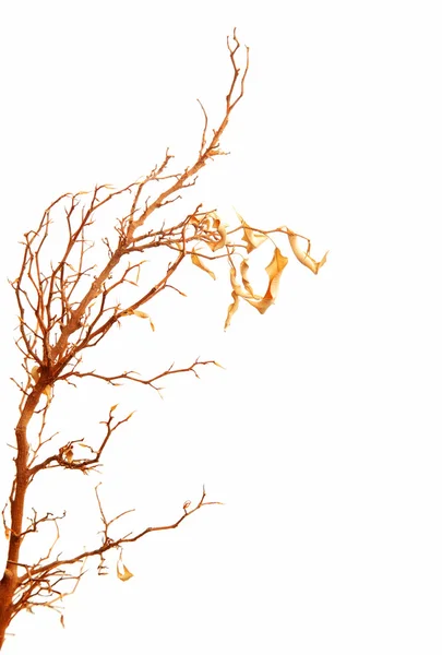Sonbahar ağaç dalı — Stok fotoğraf