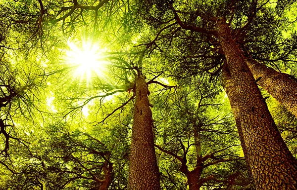 Sunny cedrového lesa — Stock fotografie