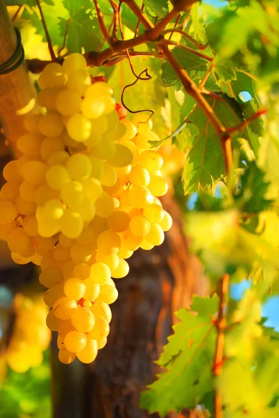 Крупный план на белом винограде — стоковое фото