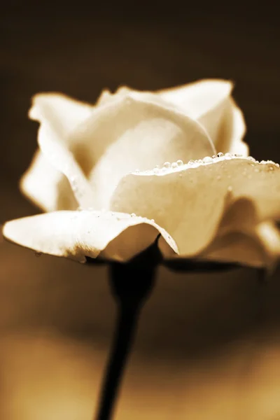 Rosa grunhida — Fotografia de Stock