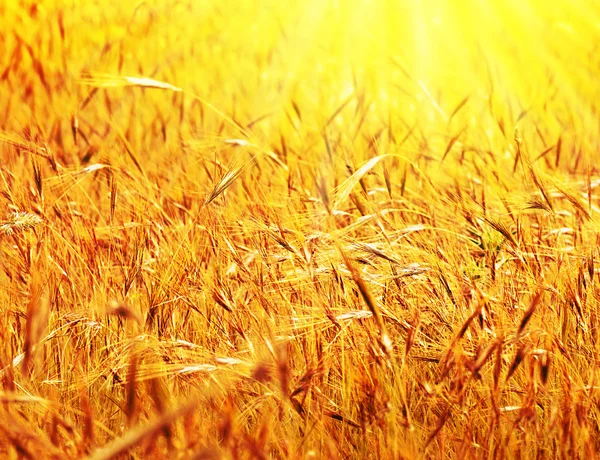 Sunny pšeničné pole — Stock fotografie
