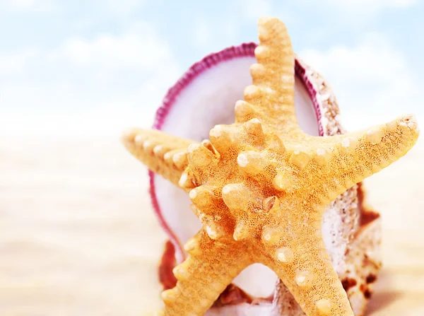 Estrella de mar en la playa —  Fotos de Stock