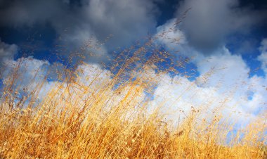 Wheat field clipart