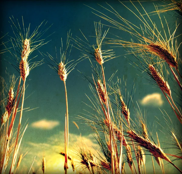 Tło pola pszenicy grunge — Zdjęcie stockowe