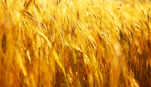 Campo di grano — Foto Stock