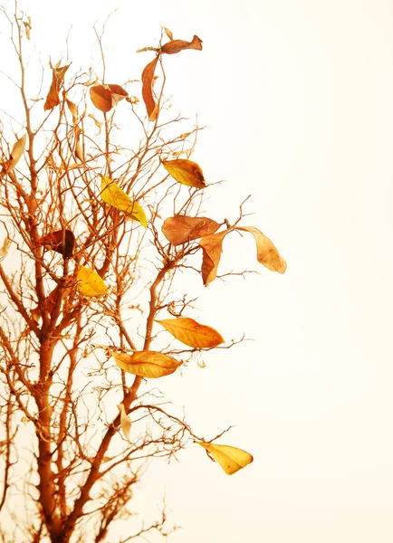 Гілка Autumnal дерева — стокове фото