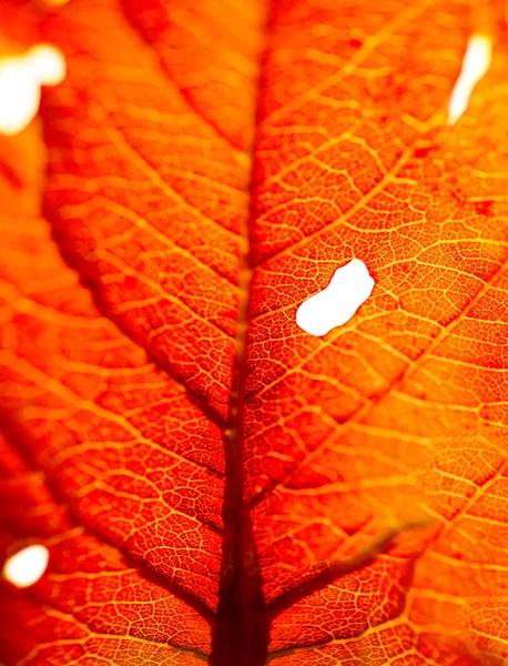붉은 잎 배경 — 스톡 사진