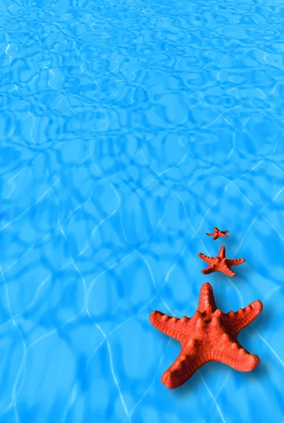 Fondo de agua con estrellas de mar rojas — Foto de Stock