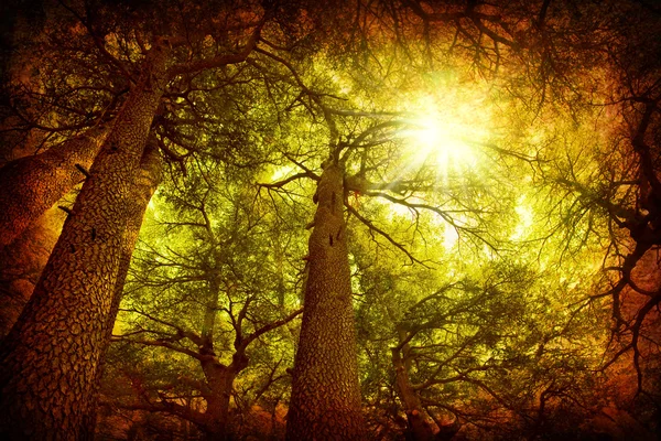 雪松树森林 — 图库照片