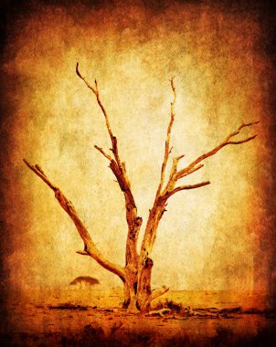 Kuru grunge Afrika ağacı