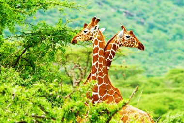 African giraffes family clipart