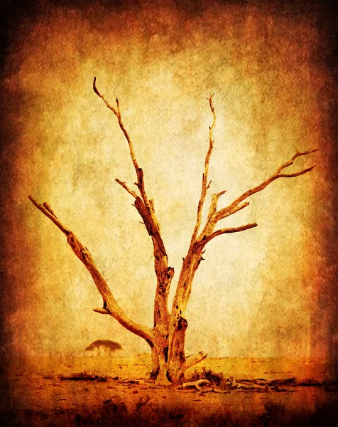 Grunge sec arbre africain — Photo
