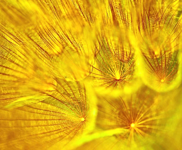 Kwiat mniszek streszczenie tło — Zdjęcie stockowe