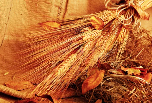 Fundo de trigo de outono — Fotografia de Stock