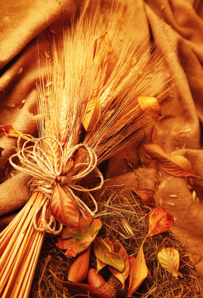 Sonbahar buğday arka plan — Stok fotoğraf