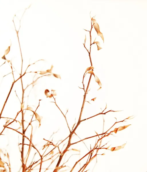 Φθινοπωρινό κλαδί — Φωτογραφία Αρχείου