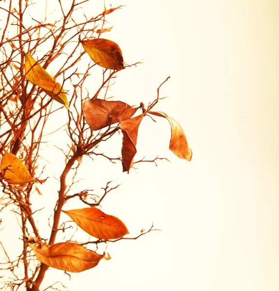 Осенняя ветвь дерева — стоковое фото
