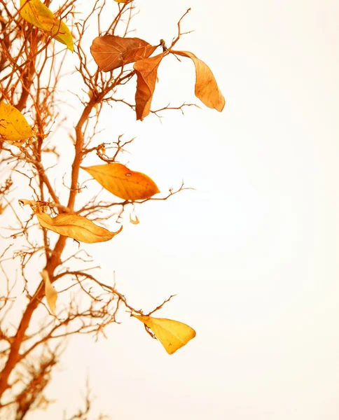 Podzimní strom větev — Stock fotografie