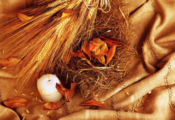 Autumn wheat background — Stock Photo, Image