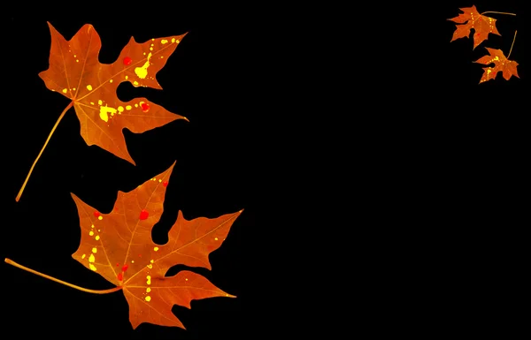 Höstens löv — Stockfoto