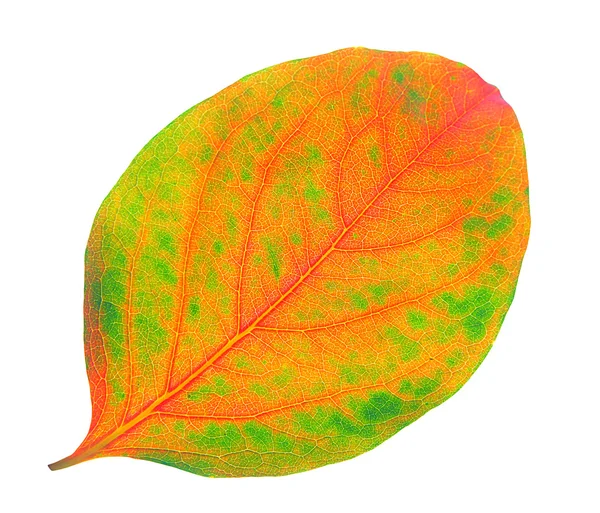 ใบไม้เปลี่ยนสี — ภาพถ่ายสต็อก