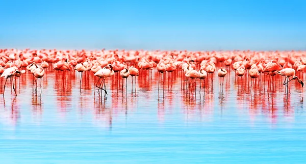 Afrikaanse Flamingo 's — Stockfoto