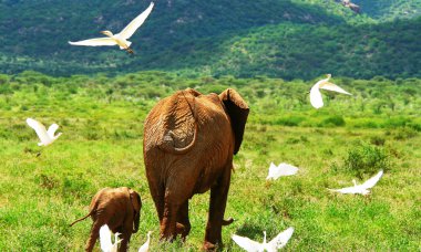 Family of elephants in the wild clipart