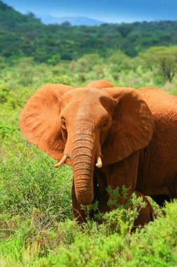 African Elephant in the wild clipart