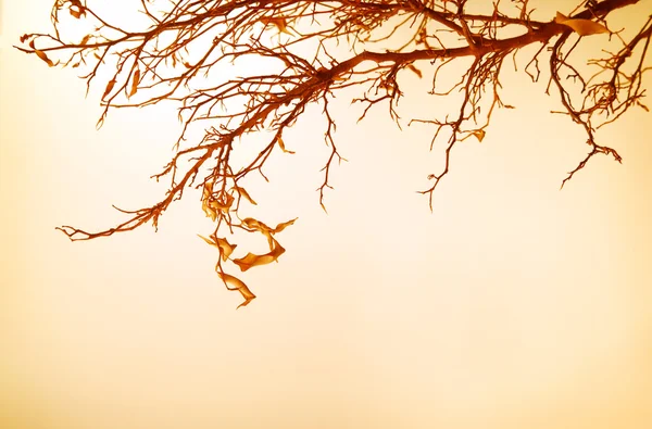 Гілка Autumnal дерева — стокове фото