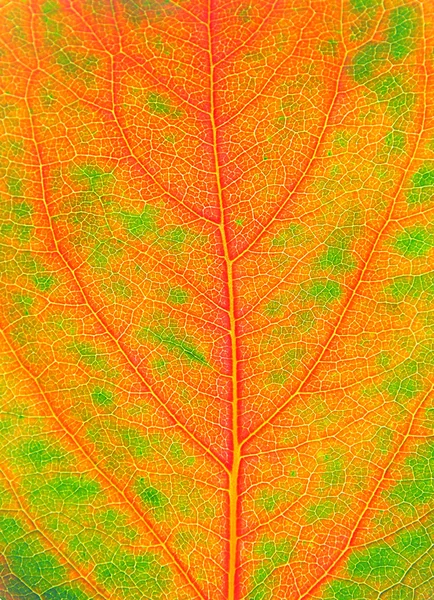 Outono folha fundo — Fotografia de Stock