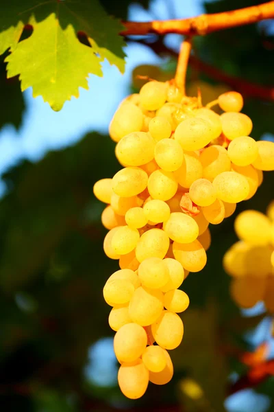 Крупный план винограда — стоковое фото
