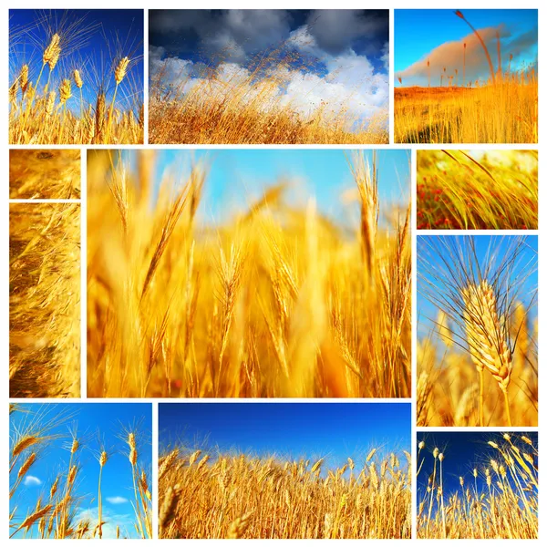 Pšeničné pole koláž — Stock fotografie