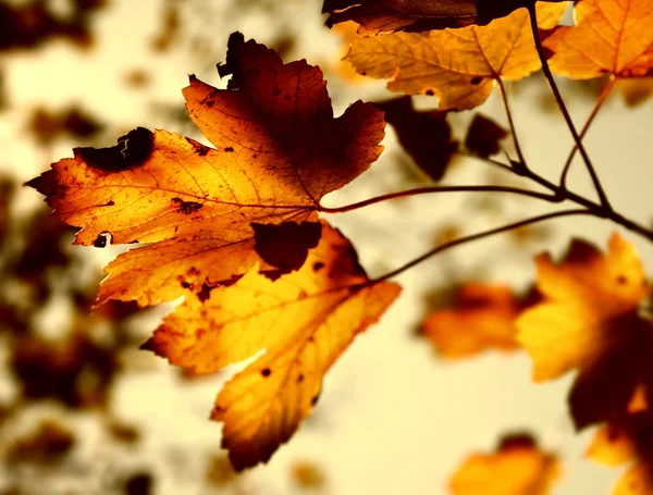 Гранжевая осень — стоковое фото
