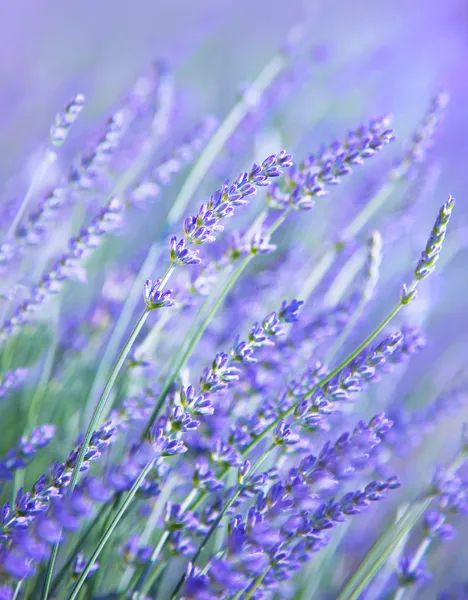 Сфера квітки lavender — стокове фото