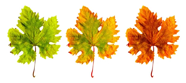Três folhas diferentes — Fotografia de Stock