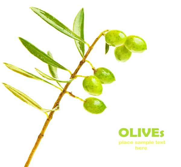Grønn, fersk olivenkvist – stockfoto