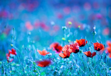 Poppy flower field at night clipart