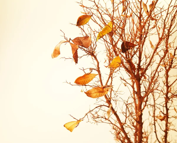 Осенняя ветвь дерева — стоковое фото