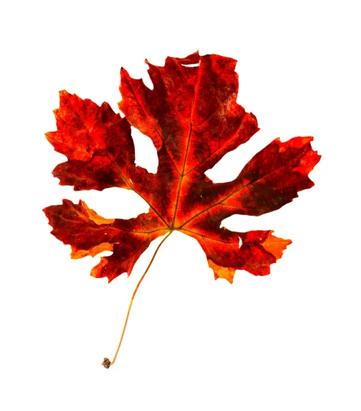 紅葉の葉 — ストック写真