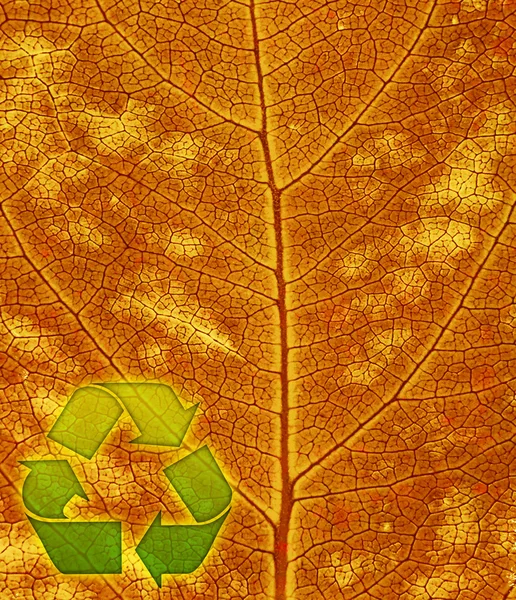 Símbolo de reciclagem no fundo da folha — Fotografia de Stock
