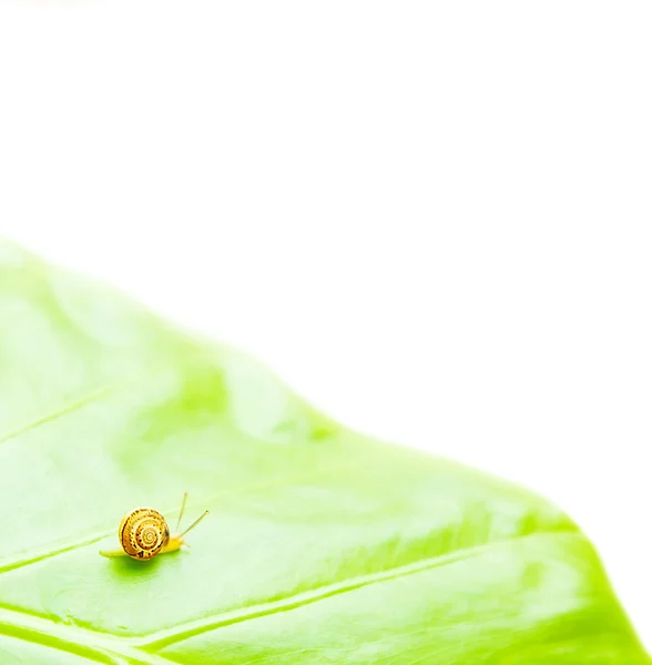 小蜗牛 — 图库照片