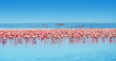 African flamingos clipart