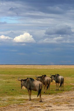 Herd of African Wildebeest grazing clipart