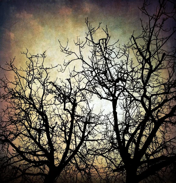 Grungy trees background — Stock Photo, Image