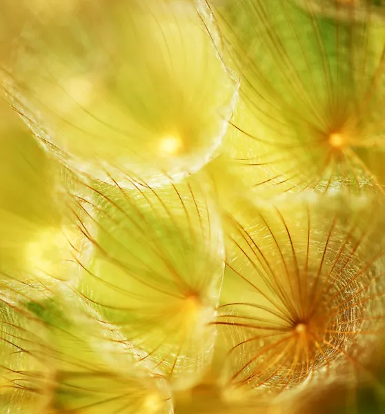 Soft dandelion flower — Stock Photo, Image