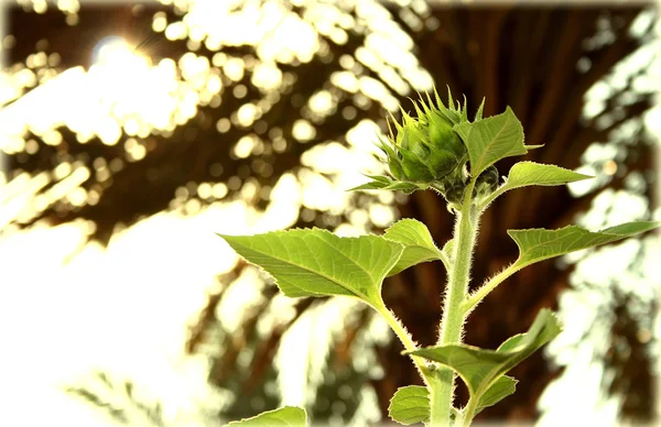 Zelený slunečnice — Stock fotografie
