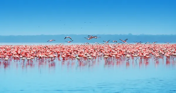 Afrikanska flamingos — Stockfoto