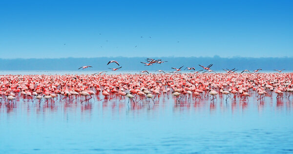 African flamingos