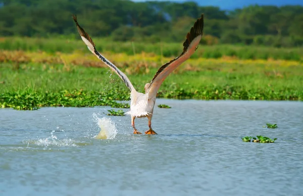 Volare grande pellicano bianco — Foto Stock